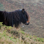 caballo semental asturcón yeguada Asturias pony