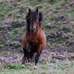 caballo semental asturcón yeguada Asturias pony