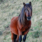 caballo semental asturcón yeguada Asturias pony