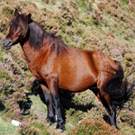 caballo semental asturcón yeguada Asturias pony