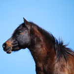 caballo semental asturcón yeguada Asturias pony