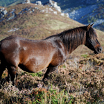 caballo semental asturcón yeguada Asturias pony