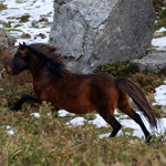 caballo semental asturcón yeguada Asturias pony