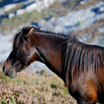 caballo semental asturcón yeguada Asturias pony