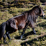 caballo semental asturcón yeguada Asturias pony