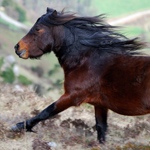 caballo semental asturcón yeguada Asturias pony