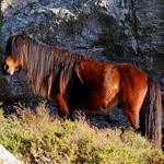 caballo semental asturcón yeguada Asturias pony