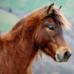 caballo semental asturcón yeguada Asturias pony