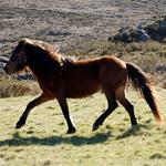 caballo semental asturcón yeguada Asturias pony