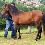 caballo semental asturcón yeguada Asturias pony