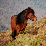 caballo semental asturcón yeguada Asturias pony