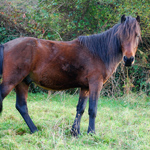 caballo semental asturcón yeguada Asturias pony