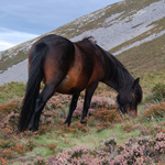 caballo yegua asturcón yeguada Asturias pony