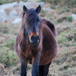 caballo yegua asturcón yeguada Asturias pony