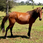 caballo yegua asturcón yeguada Asturias pony