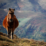 caballo yegua asturcón yeguada Asturias pony