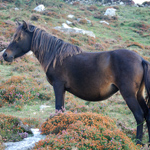 caballo yegua asturcón yeguada Asturias pony