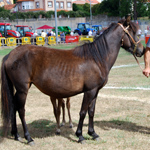 caballo yegua asturcón yeguada Asturias pony