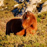 caballo yegua asturcón yeguada Asturias pony