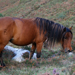 caballo yegua asturcón yeguada Asturias pony