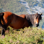 caballo yegua asturcón yeguada Asturias pony