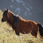 caballo yegua asturcón yeguada Asturias pony