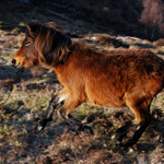 caballo yegua asturcón yeguada Asturias pony