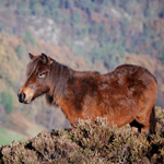 caballo yegua asturcón yeguada Asturias pony