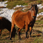 caballo yegua asturcón yeguada Asturias pony