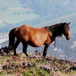 caballo yegua asturcón yeguada Asturias pony