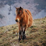 caballo yegua asturcón yeguada Asturias pony