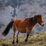 caballo yegua asturcón yeguada Asturias pony