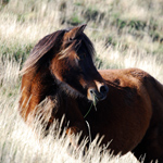 caballo yegua asturcón yeguada Asturias pony