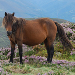 caballo yegua asturcón yeguada Asturias pony