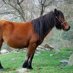 caballo yegua asturcón yeguada Asturias pony