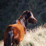 caballo yegua asturcón yeguada Asturias pony