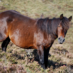 caballo yegua asturcón yeguada Asturias pony
