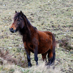 caballo yegua asturcón yeguada Asturias pony