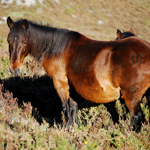 caballo yegua asturcón yeguada Asturias pony