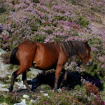 caballo yegua asturcón yeguada Asturias pony