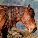 caballo yegua asturcón yeguada Asturias pony