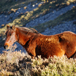 caballo yegua asturcón yeguada Asturias pony