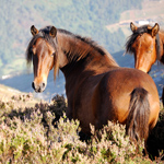 caballo yegua asturcón yeguada Asturias pony