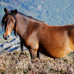 caballo yegua asturcón yeguada Asturias pony
