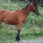 caballo potro asturcón yeguada Asturias pony