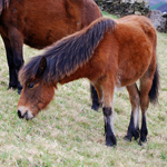 caballo potro asturcón yeguada Asturias pony