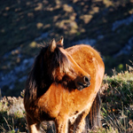 caballo potro asturcón yeguada Asturias pony