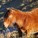 caballo potro asturcón yeguada Asturias pony