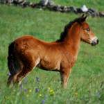 caballo potro asturcón yeguada Asturias pony