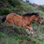 caballo potro asturcón yeguada Asturias pony